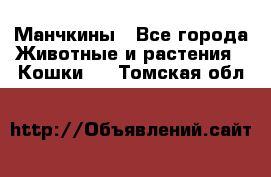 Манчкины - Все города Животные и растения » Кошки   . Томская обл.